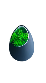 نبات حشيش - نوكتس