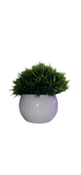 نبتة صغيرة - نوكتس